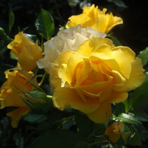 Gärtnerei - Rosa Adson von Melk™ - gelb - floribundarosen - diskret duftend - Georges Delbard - Grell dunkelgelb, blüht gruppenweise dekorativ vom Spätsommer bis zum Herbst.